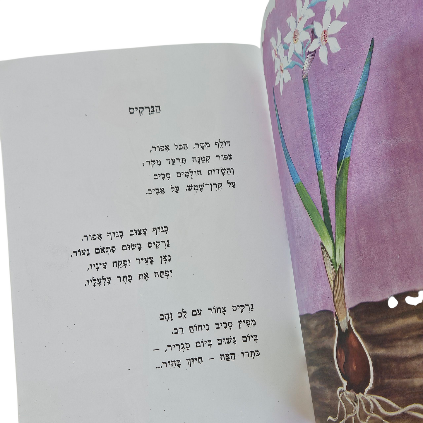 פרחים בצבעים - ספרית עפר