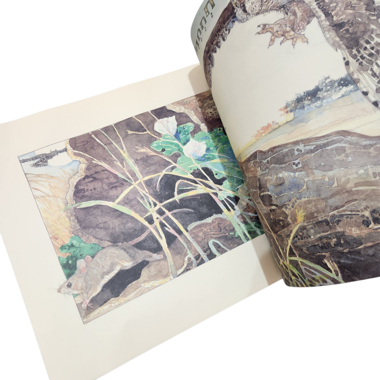 האריה והעכבר -ג'רי פינקני