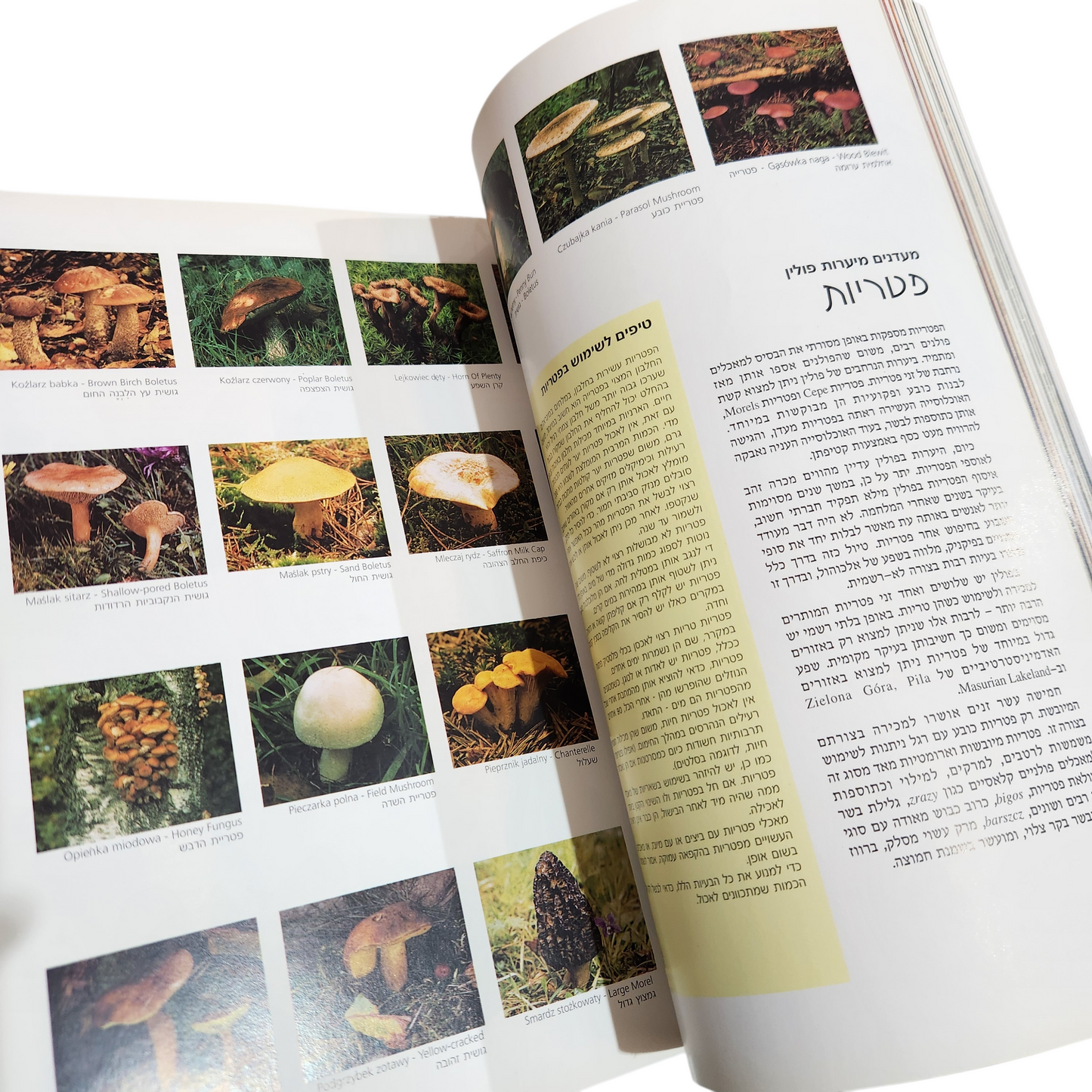 טועמים תרבות - החוויה הקולינרית של אירופה