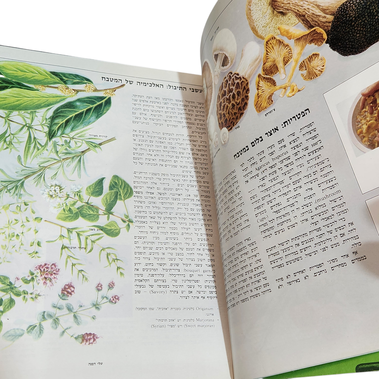 מארלי ירקות - הבישול הטוב