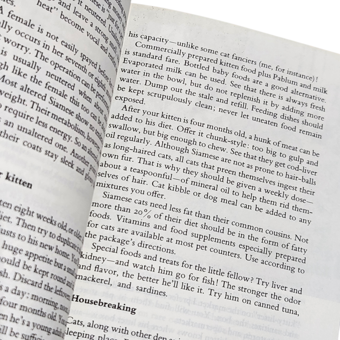 Know Your Siamese Cat