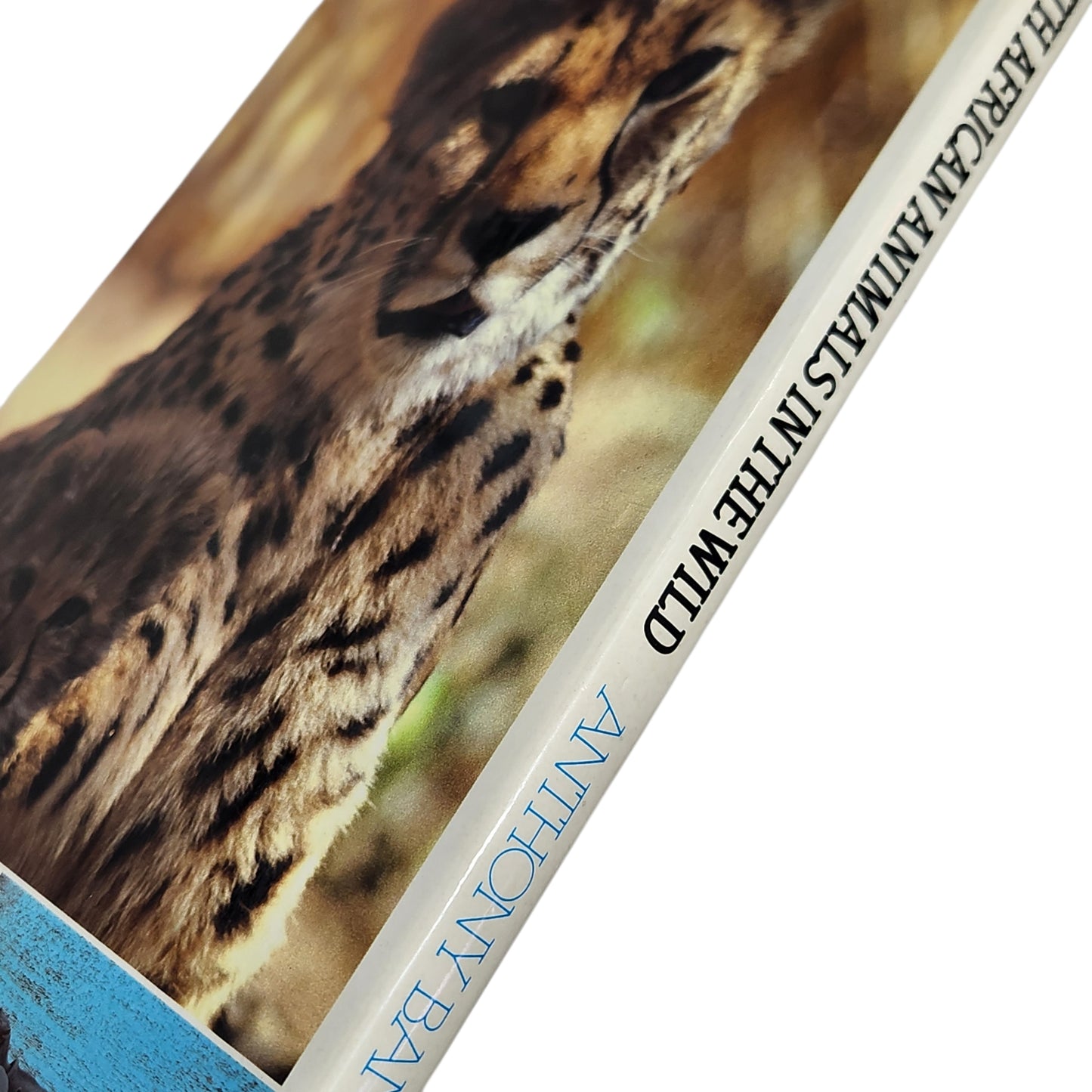 South African Animals in the Wild | Anthony Bannister