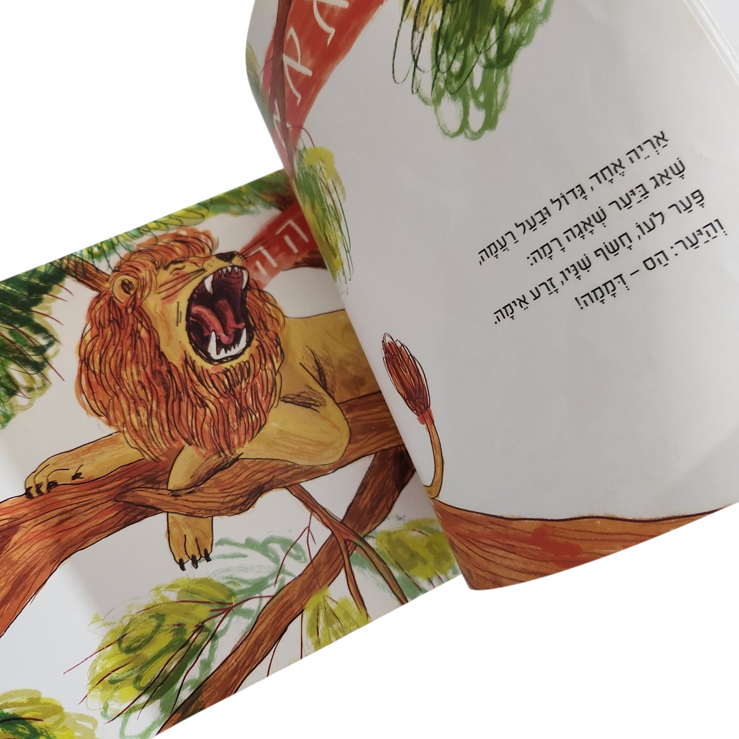 הארי והעצם | נועה קלנר | ספר ילדים בכריכה קשה | ספריית פיג'מה