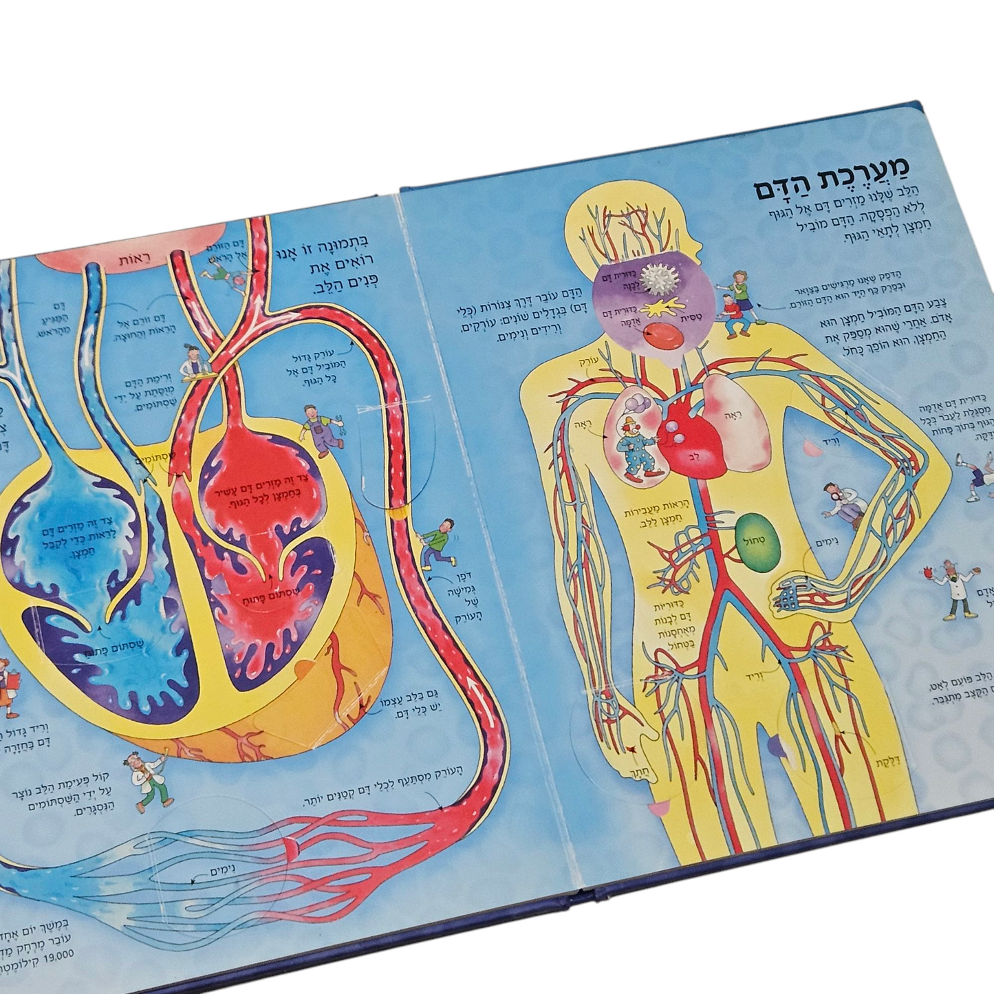 מבט בקרוב על גוף האדם - מעל 50 חלונות נפתחים